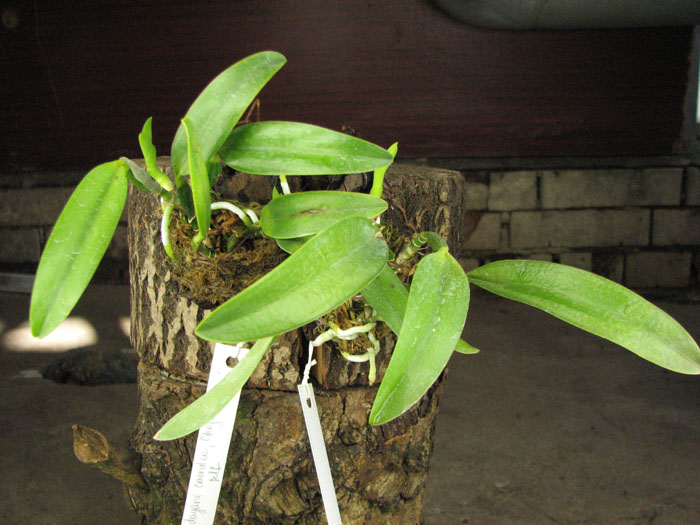 Laelia dayana coerulea 'Chojamaru' x SELF.jpg