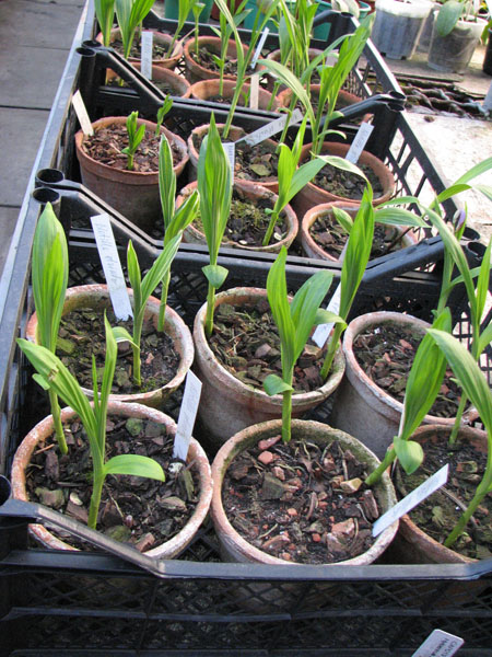 Bletilla striata.jpg