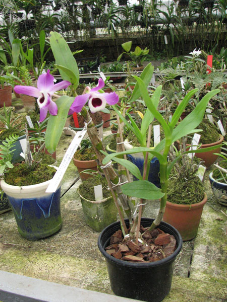 Dendrobium nobile var nobilius.jpg
