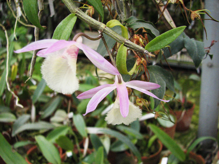 Dendrobium.jpg