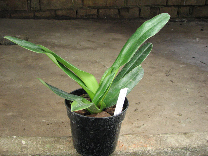 Paphiopedilum glaucophyllum x chamberlainianum x glanduliferum.jpg