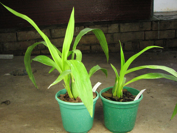 Zygopetalum.jpg