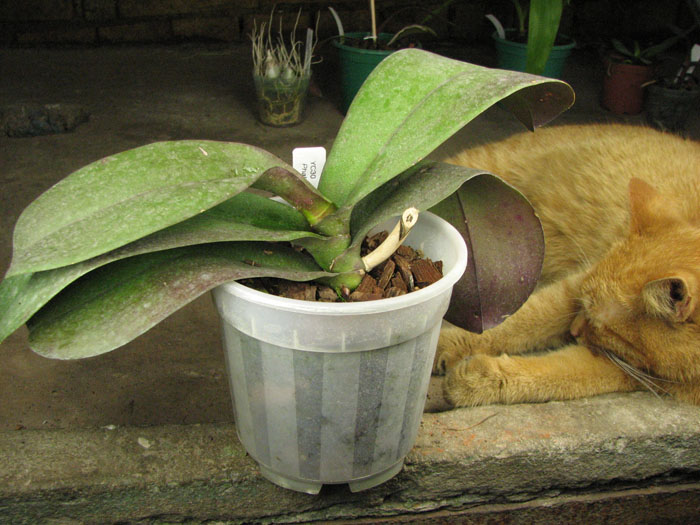 Phalaenopsis Sogo Yukidian 'V3'.jpg