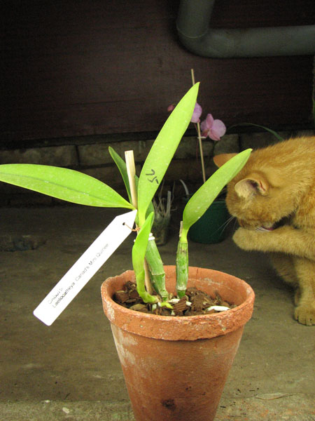 Laeliocattleya Cariad's Mini Quinee.jpg
