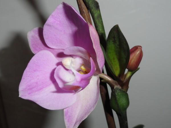 DSC00933 (600 x 450).jpg