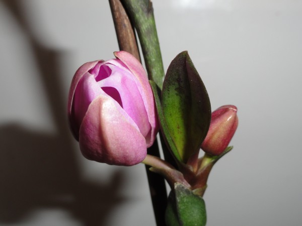 DSC00920 (600 x 450).jpg