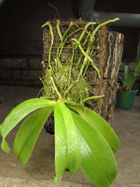 Phalaenopsis Princess Kaiulani.jpg