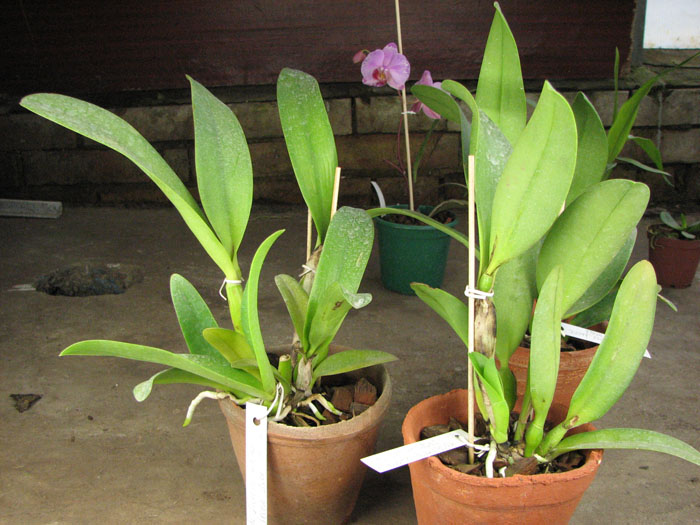 Laeliocattleya Sierra Skies 'Leone'.jpg