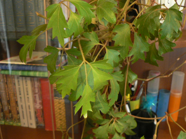 P1070124.JPG