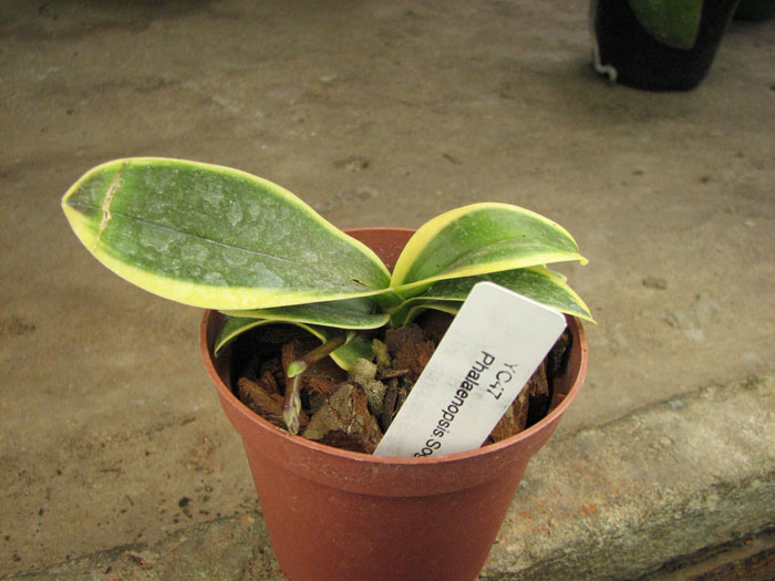 Doritaenopsis Sogo Vivien Variegated leaf.jpg