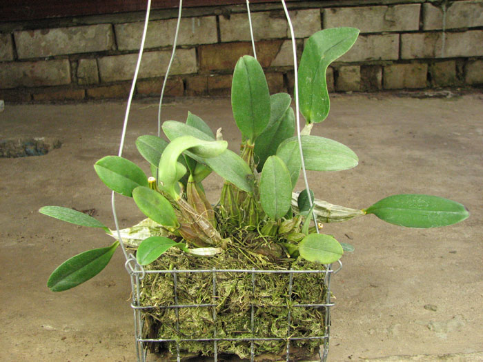 Dendrobium aggregatum.jpg