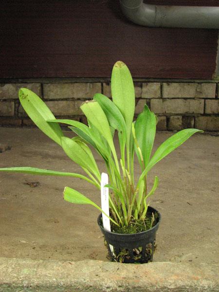 Masdevallia coccinea.jpg