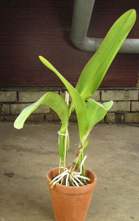 Laeliocattleya Coastal Concept 'Tokyo'.jpg