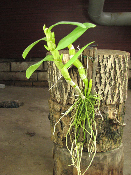 Dendrobium nobile 'Spring Poesie'.jpg