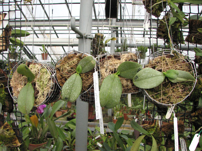 Phalaenopsis Auspice Knight 'Malayan'.jpg