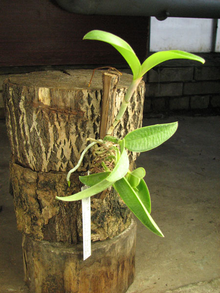 Cattleya intermedia sanguinea 'do Padre Vitus' x Cattleya intermedia flamea 'BF-96'.jpg