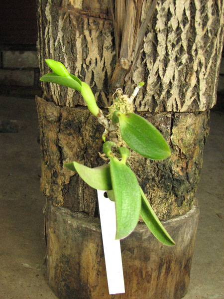 Laelia alaori alba 'Snow Flakes' x Laelia alaori alba 'SC'.jpg