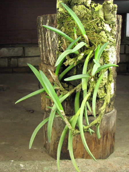 Ceratostylis philippinensis.jpg