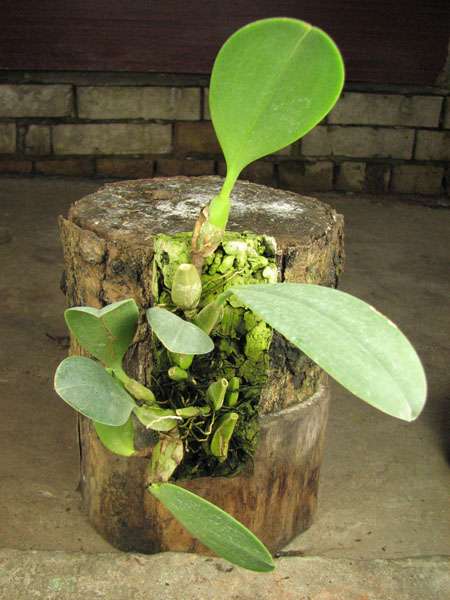 Bulbophyllum longisepalum.jpg