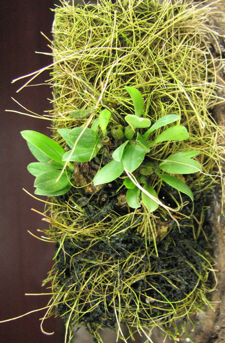Bulbophyllum pectenveneris.jpg