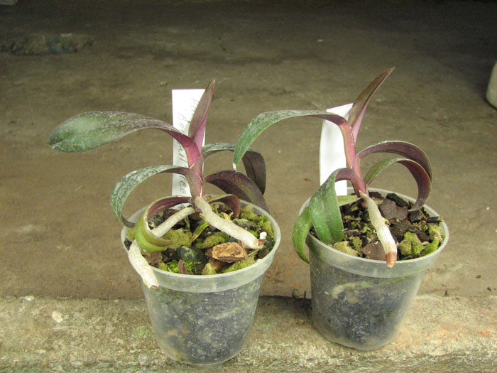 Renanthopsis Mildred Jameson 'Bonsall'.jpg