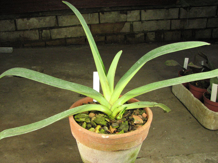 Paphiopedilum Johanna Burhardt (rothschildianum x aductum).jpg