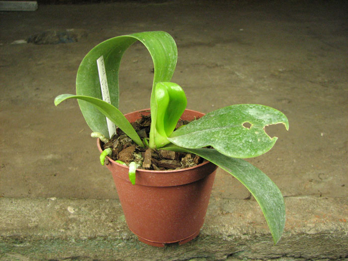 Phalaenopsis tetraspis x thalebanii.jpg