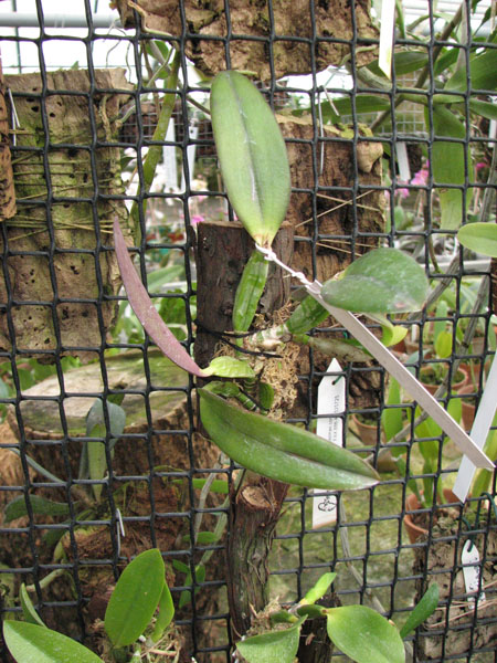 Laelia alaori suave 'Binot' x Cattleya luteola 'Big Star'.jpg