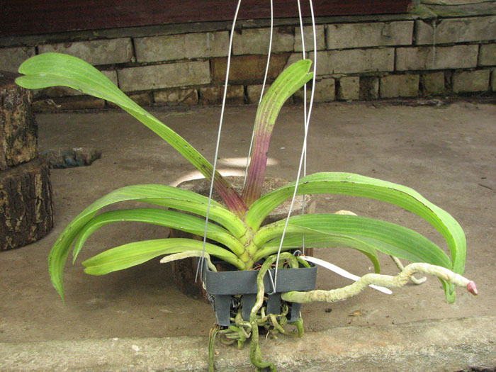 Rhynchostylis gigantea red.jpg