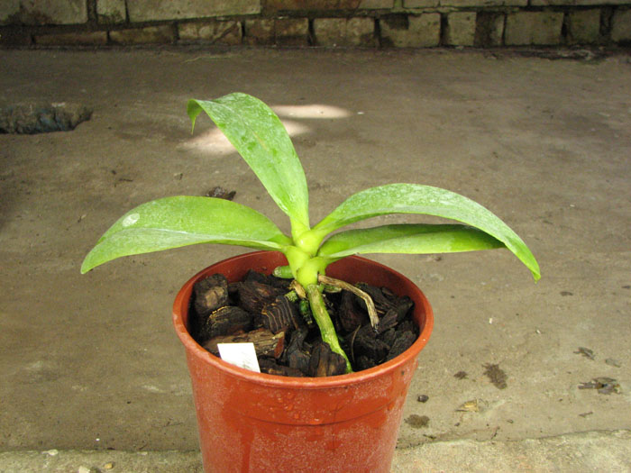 Phalaenopsis venosa.JPG