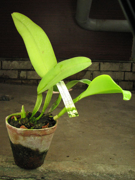 Cattleya warneri 'Pingo de Luz' x Cattleya warneri integra-orlata-pincelada 'Superba'.jpg