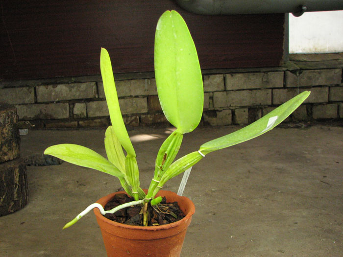 Cattleya warneri concolor 'HI' x Cattleya warneri venosa suave.jpg