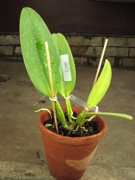 Cattleya gaskelliana coerulea ('Aida' x 'Alexis') x SELF.jpg