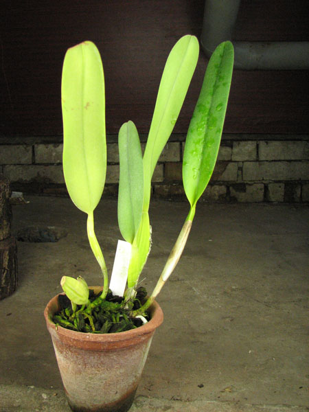 Laelia purpurata semi alba (quase) 'Osorio' × Laelia purpurata semi alba (quase) 'Tubarao'.jpg
