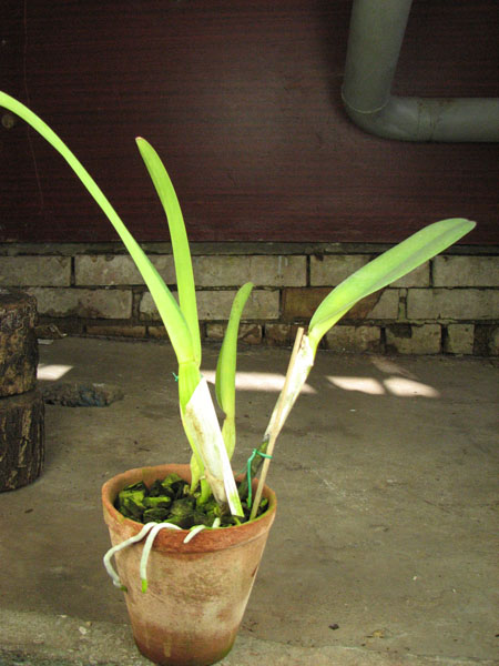 Laelia purpurata semi alba (quase) 'Tubarão' x Laelia purpurata semi alba (quase) 'Sander'.jpg