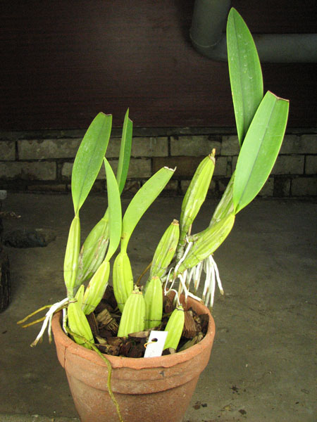 Laelia anceps Dawsonii f chiapensis.jpg