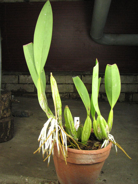 Laelia anceps Dawsonii f chiapensis.jpg
