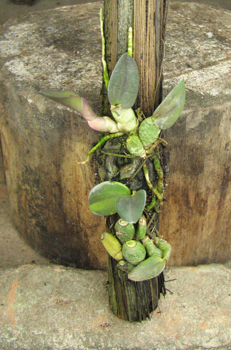 Sophronitis alagoenses.jpg