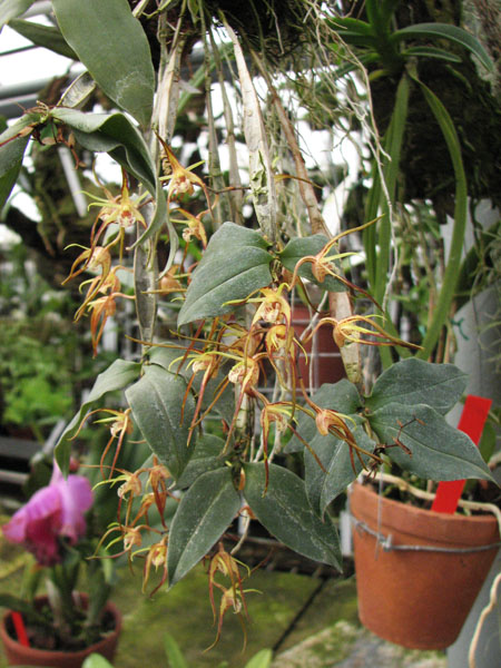 Dendrobium tetragonum.JPG