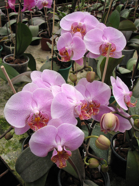 Doritaenopsis Leopard Prince 'Sogo'.jpg