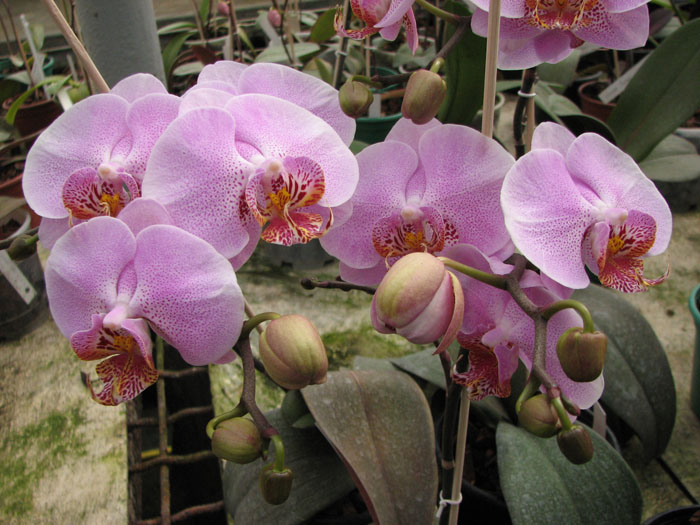 Doritaenopsis Leopard Prince 'Sogo'.jpg