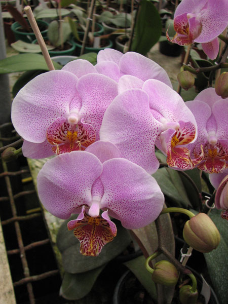 Doritaenopsis Leopard Prince 'Sogo'.jpg
