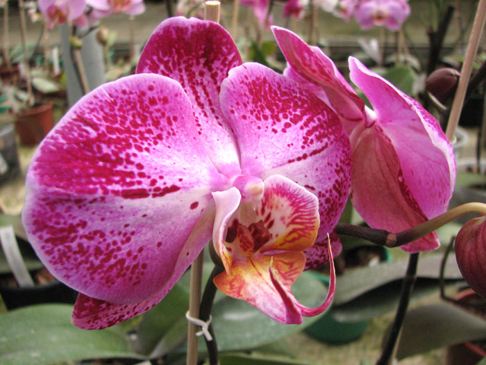 Doritaenopsis Taiwan Diamond 'ORCHIS'.jpg