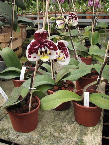 Doritaenopsis Taiwan Butterfly 'ORCHIS'.jpg