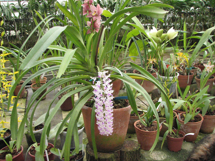 Rhynchostylis retusa.jpg