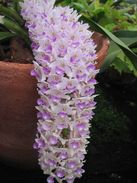 Орхидея Rhynchostilis retusa.jpg