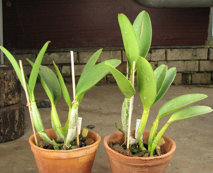 Laeliocattleya Nora's Melody 'Hsinying'.jpg