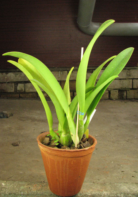 Laeliocattleya Tokyo Magic 'Kitty' (lrene Finney x briegeri).jpg