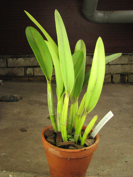 Laeliocattleya Purple Cascade 'Fragrance Beauty'.jpg