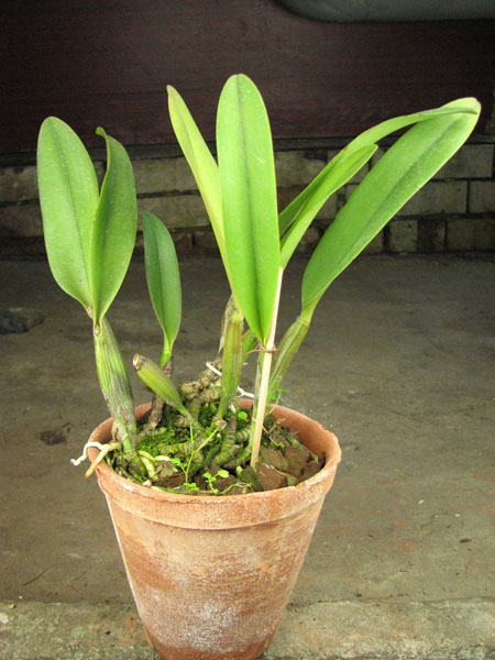 Potinara Little Toshie 'Yellow Rose' (#37).jpg